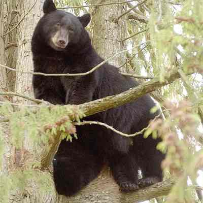 Bears in Tree