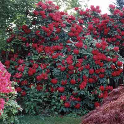 Rhodos, Azalea, Dwarf Maple 2001-05
