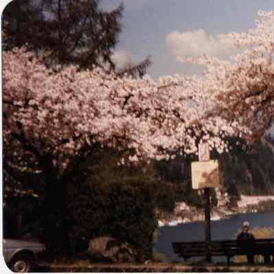 Cherry Trees in Deep Cove