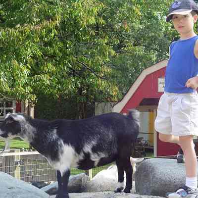 Michael Boughen with goat, Maplewood Farm