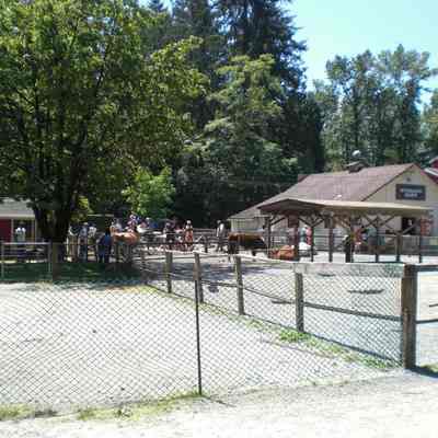 Maplewood Farm; Jersey Cow paddock, barn in background
