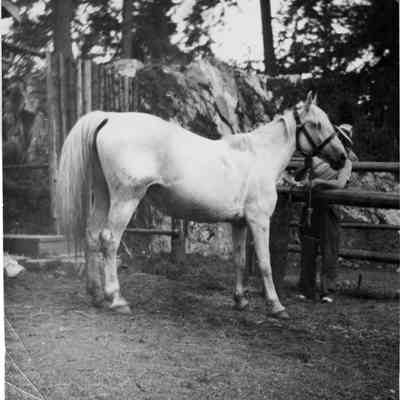 4876 - White horse.tif