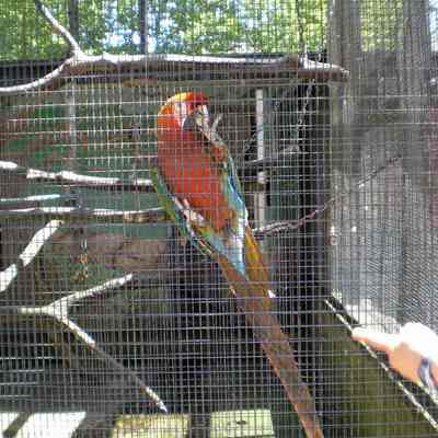 Maplewood Farm; parrot in bird enclosure - 1