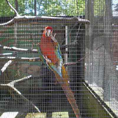Maplewood Farm; parrot in bird enclosure - 2