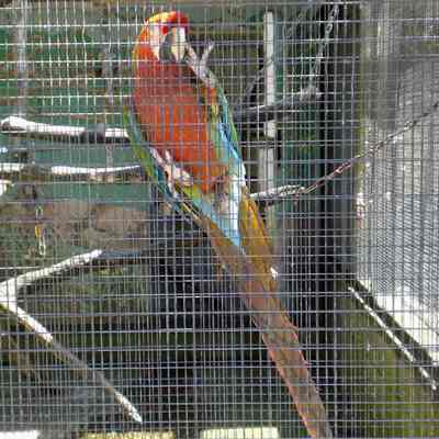 Maplewood Farm; parrot in bird enclosure - 3