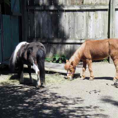 Maplewood Farm; pigmy ponies