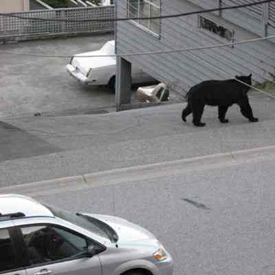 3718 - Bear in Deep Cove IMG_3829_1.tif