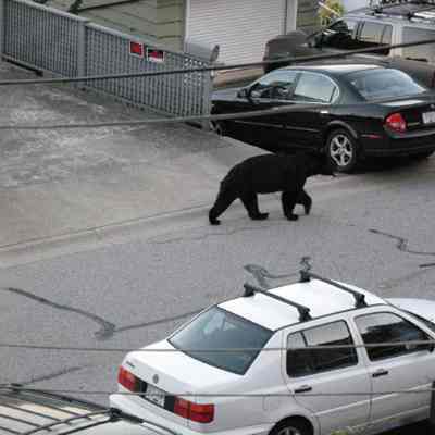 3719 - Bear in Deep Cove IMG_3830_2.tif