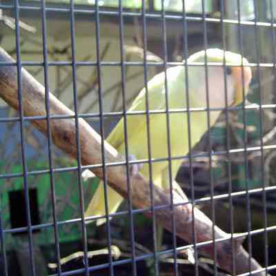 Caged bird Maplewood Farm