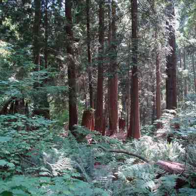 Ron Andrews track - 2