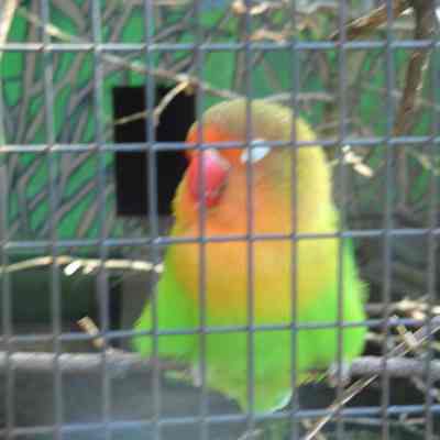 Caged bird Maplewood Farm