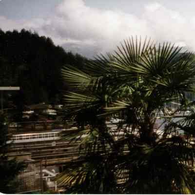 3139 - Deep Cove, sailboats, palm tree, panorama pic 1990s.tif