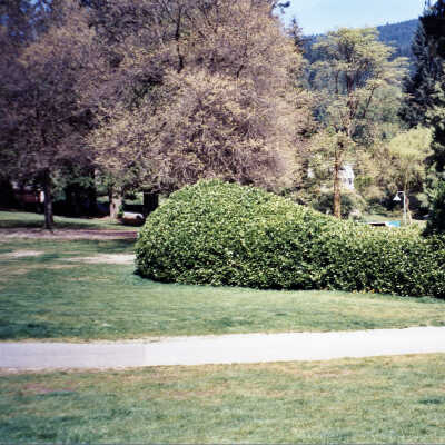 DC Park - Topiary Laurel Whale - June 2008
