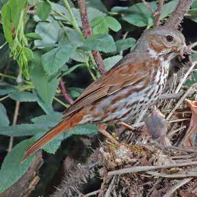 Fox Sparrow 2004