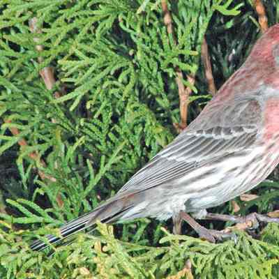 House Finch 2004