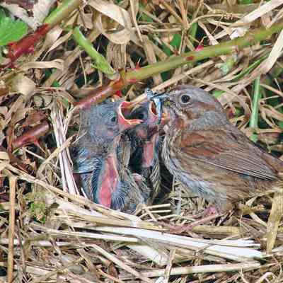 Song Sparrow 2005