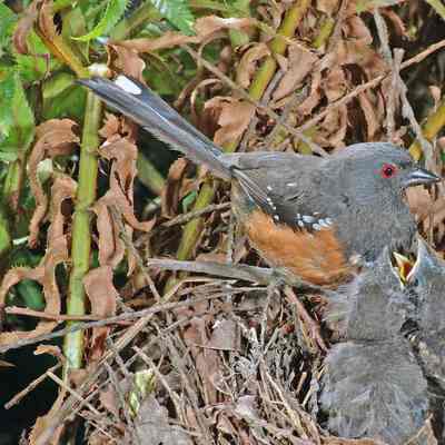 Spotted Towhee 2005