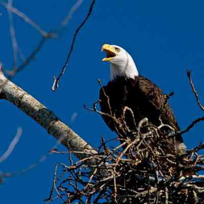 Bald Eagle