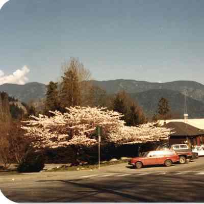4264 - Gallant cherry blossoms before DCCC.tif