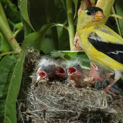American Goldfinch
