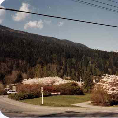 4265 - Deep Cove cherry trees location of DCCC.tif