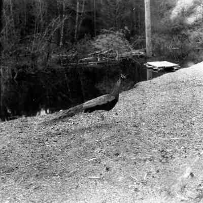 2844 - Peacock at Hogans Pools 1951.tif