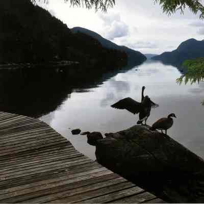 Canada geese on rocks - 1