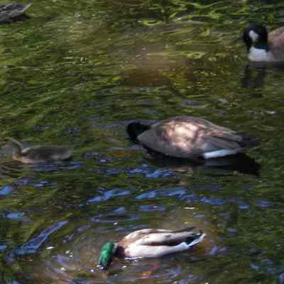 Maplewood Farm; ducks & Canada geese