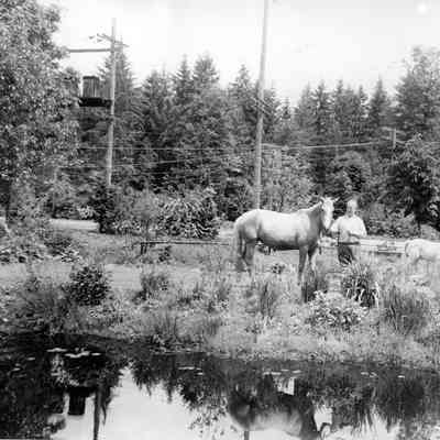 2822 - Doc Hogan with horse at Hogans Pools, 1952.tif