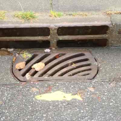 3940 - Ecology - fish drain DSC03353.JPG