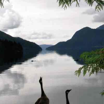 Canada geese on rocks - 2