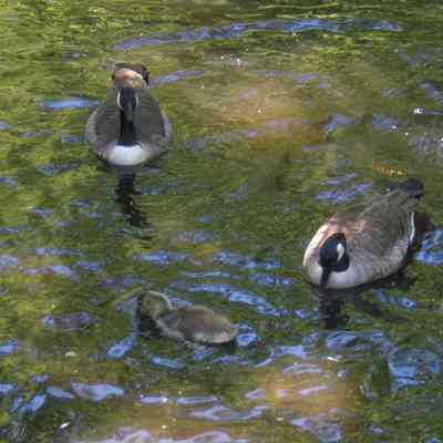Maplewood Farm; Canada Geese