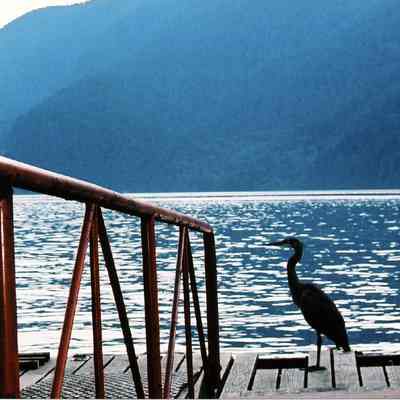 Great blue heron on wharf
