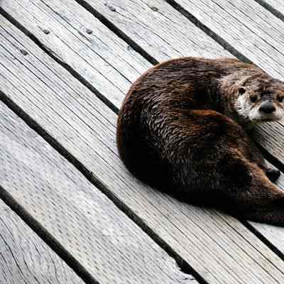 Otter on wharf