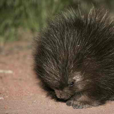 Baby Porcupine