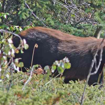 Black Bear, 2004