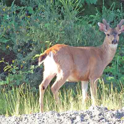 Black-tailed Deer 2005