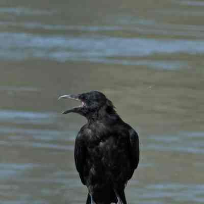 Common Raven