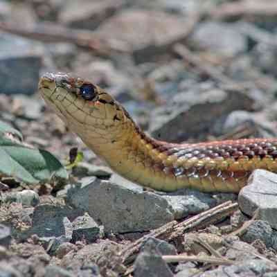 Northwestern Garter Snake, 2005