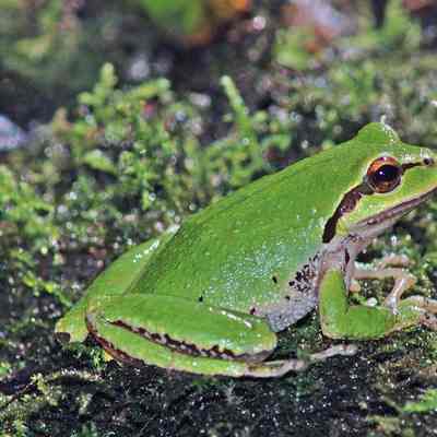 Pacific Tree Frog 2005