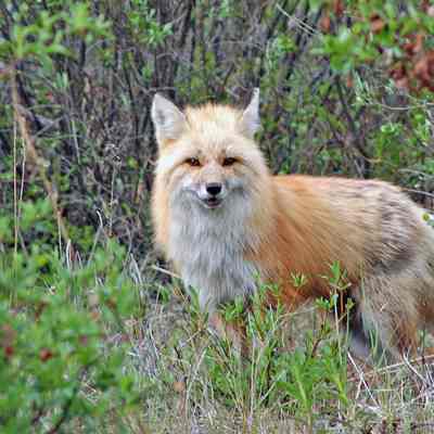 Red Fox, 2004