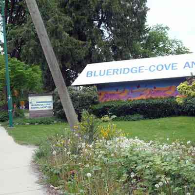 Blueridge-Cove Animal Hospital mural - 01
