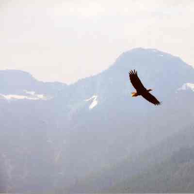 Eagle soaring over Mt Bishop, Crocker Island