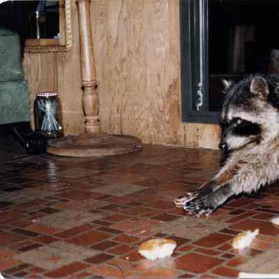 Raccoon at Helga & Lloyd's, 1978