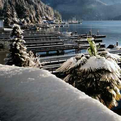 4271 - Deep Cove snow - palm tree.tif