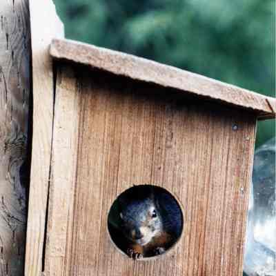 Squirrel in bird house