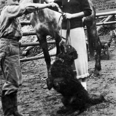 4846 - Eileen McLennan- dog begging- boy- horse- sign 1946-07-01.tif