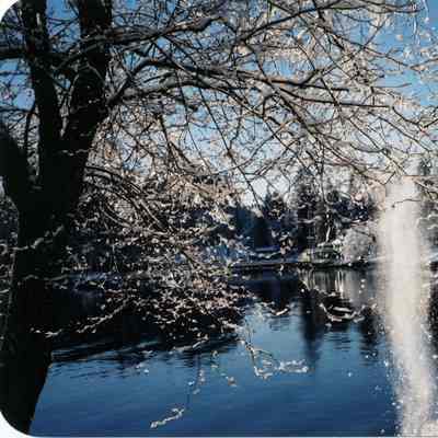 4272 - Deep Cove snow falling off branch 2002.tif