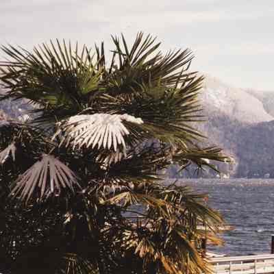 4274 - Deep Cove snow palm tree.tif