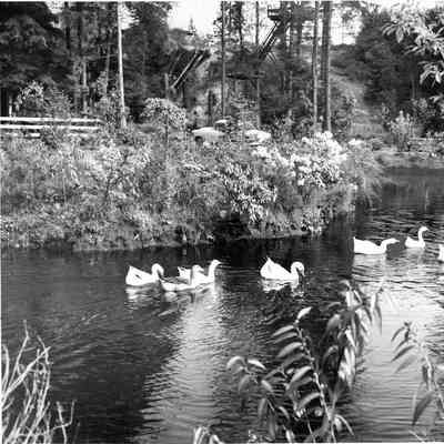 2851 - Sharonvale Gardens 1951-52.tif